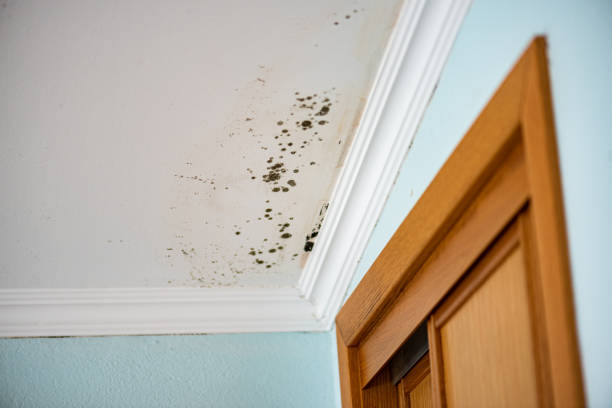 Best Residential Mold Removal  in Pinetop Lakeside, AZ
