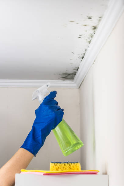 Best Toxic Mold Removal  in Pinetop Lakeside, AZ